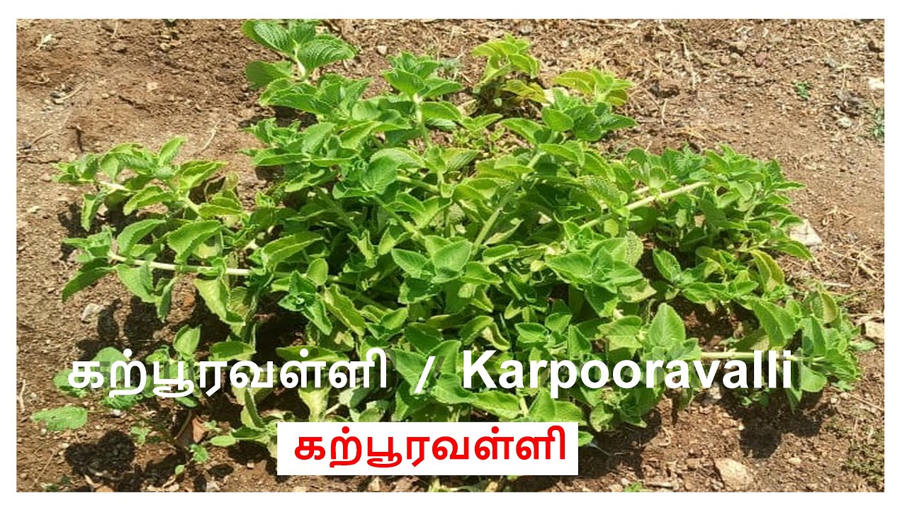கற்பூரவள்ளி குணங்கள் karpooravalli Use YouTube