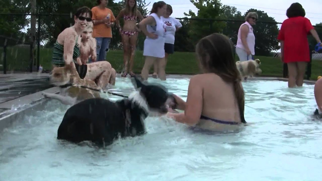 Summer Fun Dog Pool Party Fundraiser