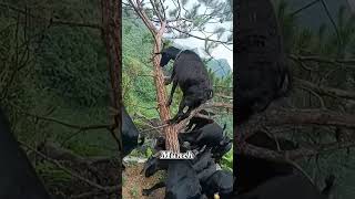 This Tree Grows Goat???