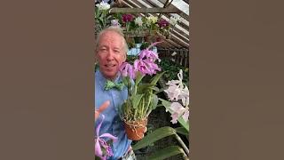 Cattleya Maxima and It's Distinctive Lip