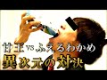 【ホストちゃん】歌舞伎町伝説のホスト甘王による「甘王七番勝負2020」#03【甘王vsわかめ、こんにゃく、テーブルクロス】REMAKE