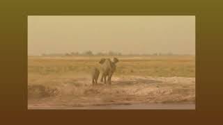 How an elephant family sand dust in strong winds Resimi