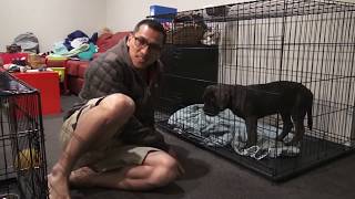 Help puppy stop crying at night in crate - Day 5 (Nearly trained)