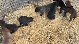 4Wks Old Bandog Puppies: Six Males & One Female