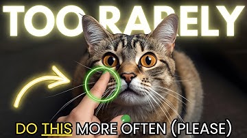 What we do (far) too rarely for our cats