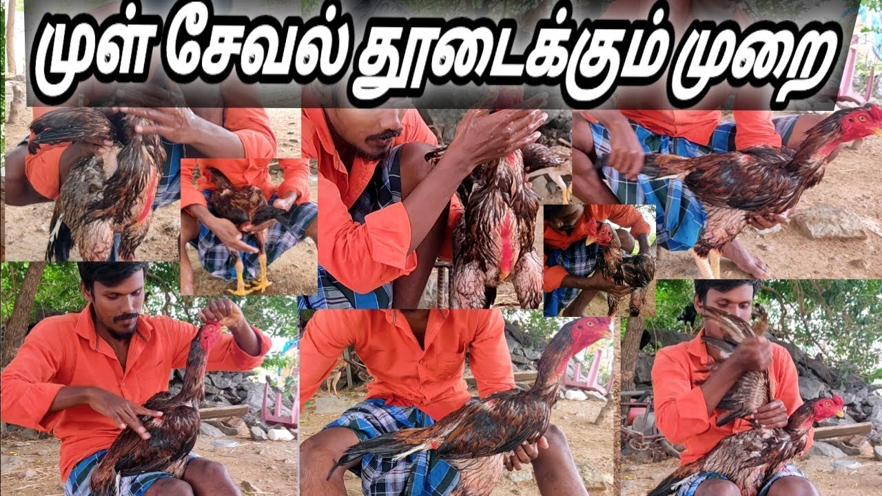சேவல் துடைப்புமுறைகள் | seval thutaippu muraikal @amkfarm4085 @amkfarming9353