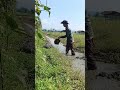#cabaihijau #agriculture #farming #cabeunggul #farm #automobile #pertanian #sawah #shorts