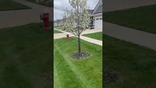 Don’t plant Bradford Pear Trees!