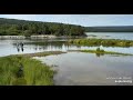 Sub adult bear 902 Peanut Fifi LR Brooks Falls Katmai 2019 07 01