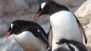 Les Manchots #1 - Oiseaux - Documentaires Animaliers