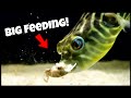 Top 5 Most AGGRESSIVE Fish I Have! (Feeding Compilation)