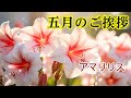 【５月の挨拶動画】アマリリス 癒しのカード ラインで送る初夏の挨拶動画