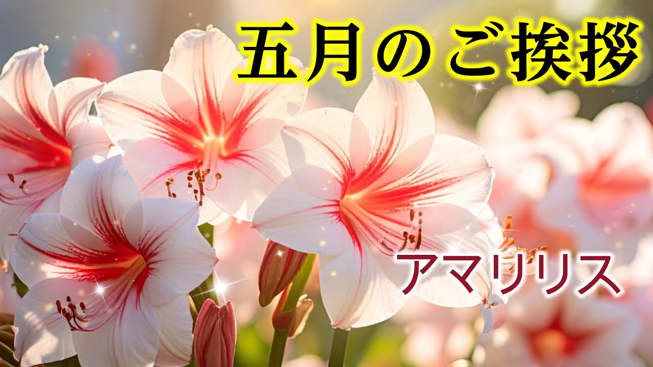【５月の挨拶動画】アマリリス 癒しのカード ラインで送る初夏の挨拶動画