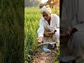Ek kabutar aur kishan ki dosti ❤️ #viral #shorts #villege #kishan #kabutar