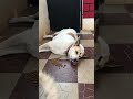 My dogs eating time