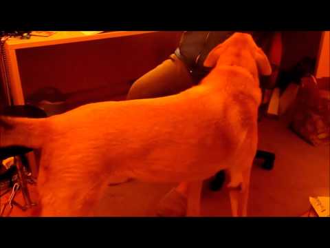 Dog Singing with Saxophone