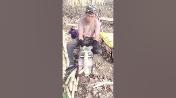 Radish slicing made simple with a specialized tool. #radish #shorts