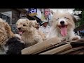 한 남자가 끄는 리어카에 항상 스스로 올라타는 강아지 다섯 마리의 비밀ㅣ5 Dogs Riding A Handcart With A Monk