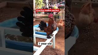 Baby to Adult Rooster Crow Comparison #shorts