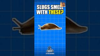 Slugs evolved a really weird ability 🐌