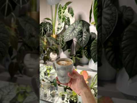КАК СДЕЛАТЬ ШИКАРНУЮ ПОЛКУ ДЛЯ РАСТЕНИЙ?🪴😋 #plants #растения #цветы #коллекция #обзор #алоказия