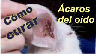 Cómo curar los oídos del conejo de  ácaros