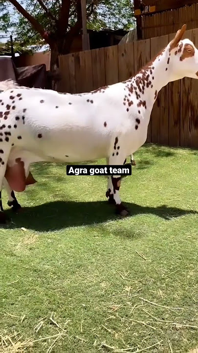 Gulabi barbari bakri #trendingshorts #goatface #higlight #goat #goatlovers #funnyvideos #viral #sid