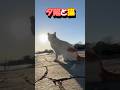 【夕陽と猫🐱】御年１１歳のシニア猫、夕陽をみて何を思う。子猫でやってきて早１０年。ずっとあなたを見守っています。人が大好きなあなた。猫が嫌いで、喧嘩っ早いあなた。　そんなあなたが大好きです　#cat