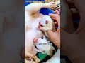 幸せを運ぶ子犬 #KoreaPuppies #JapanDogs