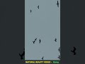 flying birds in the sky | captured video | Natural beauty