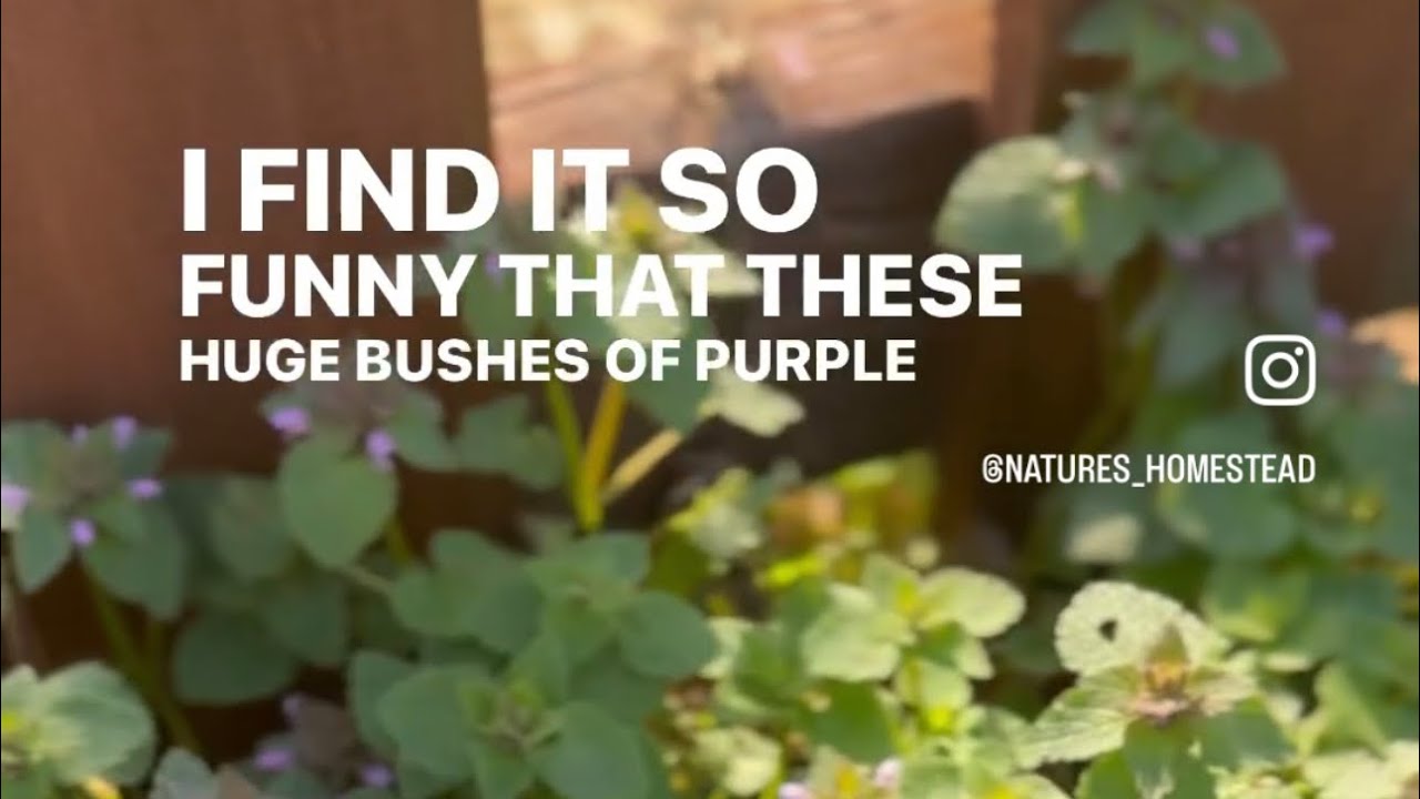 An Observation Made About Invasive Plants and Weed Killer: Why Not to Spray How Counterproductive