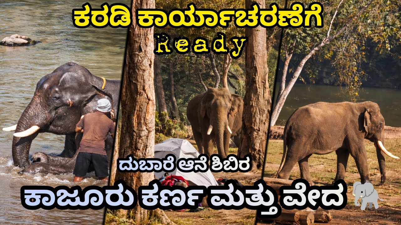 ಕಾಜೂರು ಕರ್ಣ–ವೇದ ಜೋಡಿ ನೋಡಿ ಹೇಗಿದೆ👌ಕಾರ್ಯಾಚರಣೆಗೆ  ಸಿದ್ಧನಾದ ಕರಡಿ ಆನೆ 🔥ಅಭಿಮನ್ಯುವಿನ ಸಾಹಸ 💥