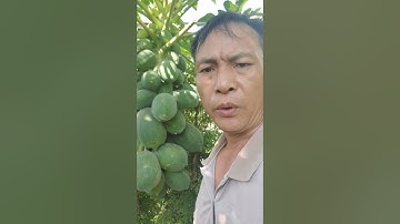 quả đu đủ dùng để sơ cứu rắn độc cắn