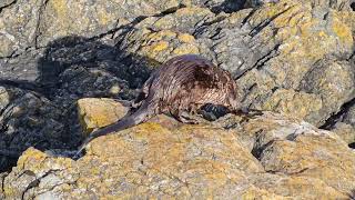 Otter at Clover Point, Victoria BC