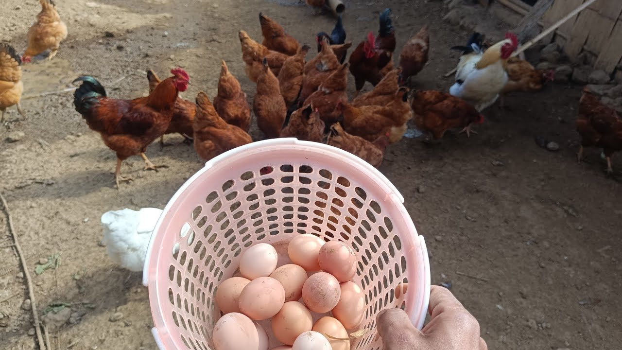 11th January 2026| Tumpangsih Diary| Ar an tui lak khawmna. 