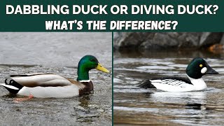 Dabbling Duck or Diving Duck - What's the difference?