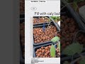 Dutch bucket #polyhousefarming #hydroponics