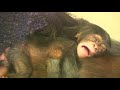 東山チンパンジー 双子の赤ちゃん⑤ Chimpanzee twin baby