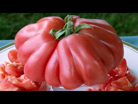 Video: Ano Ang Pink Zapotec Tomato: Matuto Tungkol sa Pink Pleated Zapotec Tomato Care