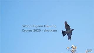 Wood Pigeon Hunting Cyprus 2020 -Shotkam