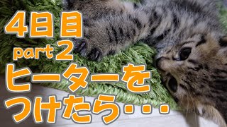 【保護猫と暮らす】ヒーターをつけてみた・・・