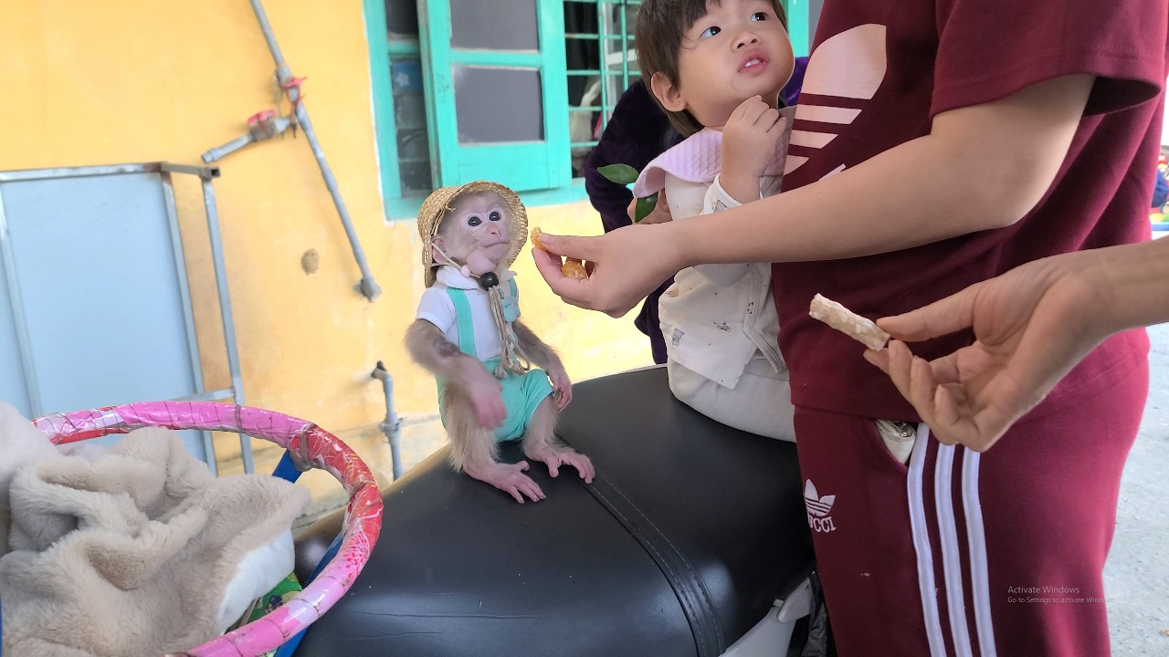 Tini the monkey and her family go to the market to buy food