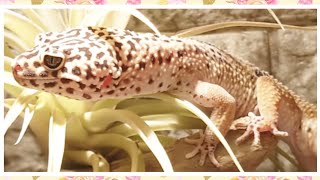 【549】 A day in Leopard Gecko.【Leokuza's growth record】レオパのいちにち。【レオクウザの成長記録】
