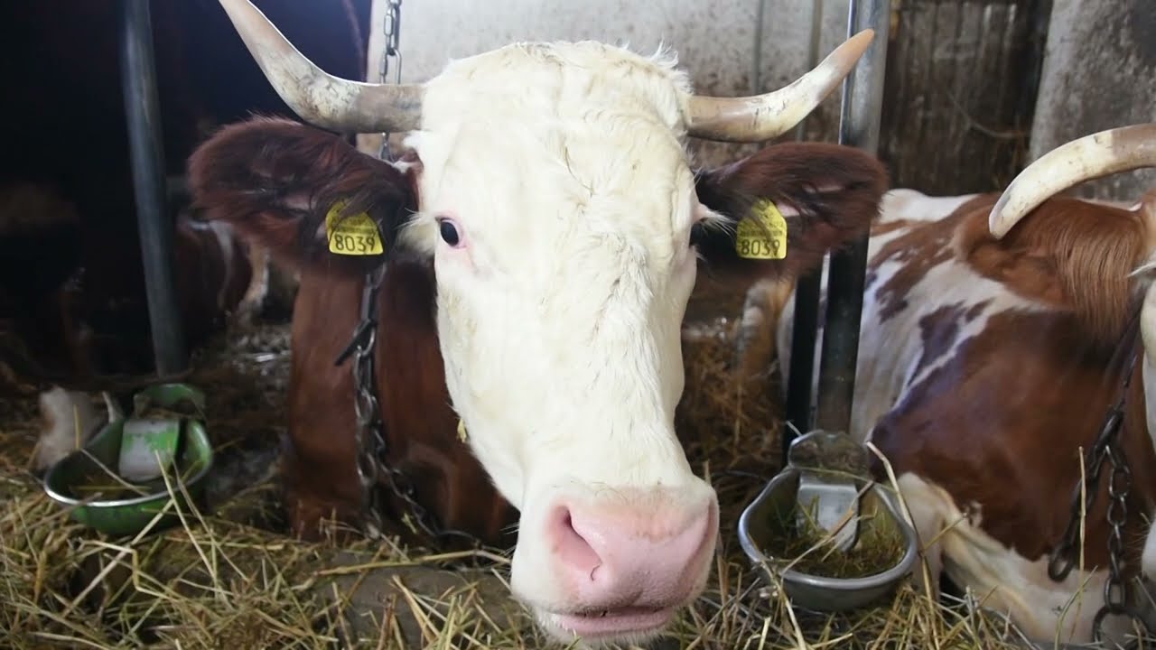 BEZ KRAVA NEMA BUDUĆNOSTI - Farma krava Jabučje, Lajkovac