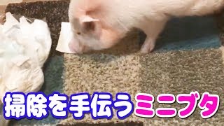 【ミニブタ】削除された動画③再編集版　最後にお知らせあります