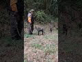 白虎(トラ)6ヶ月 玄武(ゲン)2ヶ月 散策 #猟犬 #dog #熊野犬#紀州犬