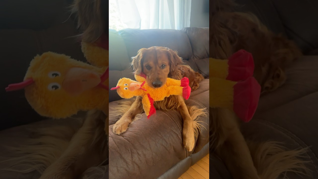Today Luke turned 4! This is him going for a birthday walk and with his new toy chicken! #dogs