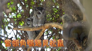 台灣野鳥紀錄之19當領角鴞遇見松鼠
