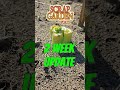 Scrap Garden Update. Wk. 2