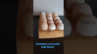 Enviamos Ovos Para Todo Brasil, Temos As Melhores Genéticas Do Brasil. Preço Promoçional 19992815184